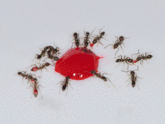 Ants collectively swarming, illustrating collective behavior