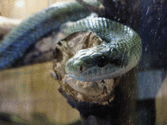 A snake moving, illustrating biological inspiration for engineering